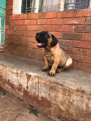 3-6 months Male Purebred Boerboel