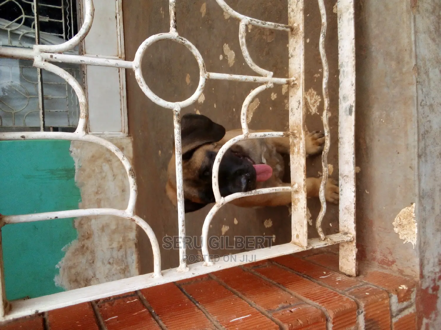 3-6 months Male Purebred Boerboel