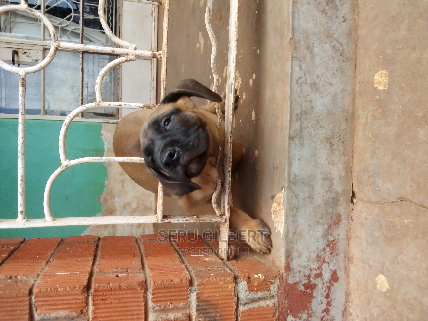 1-3 months Male Purebred Boerboel