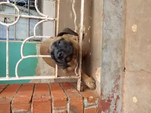 1-3 months Male Purebred Boerboel