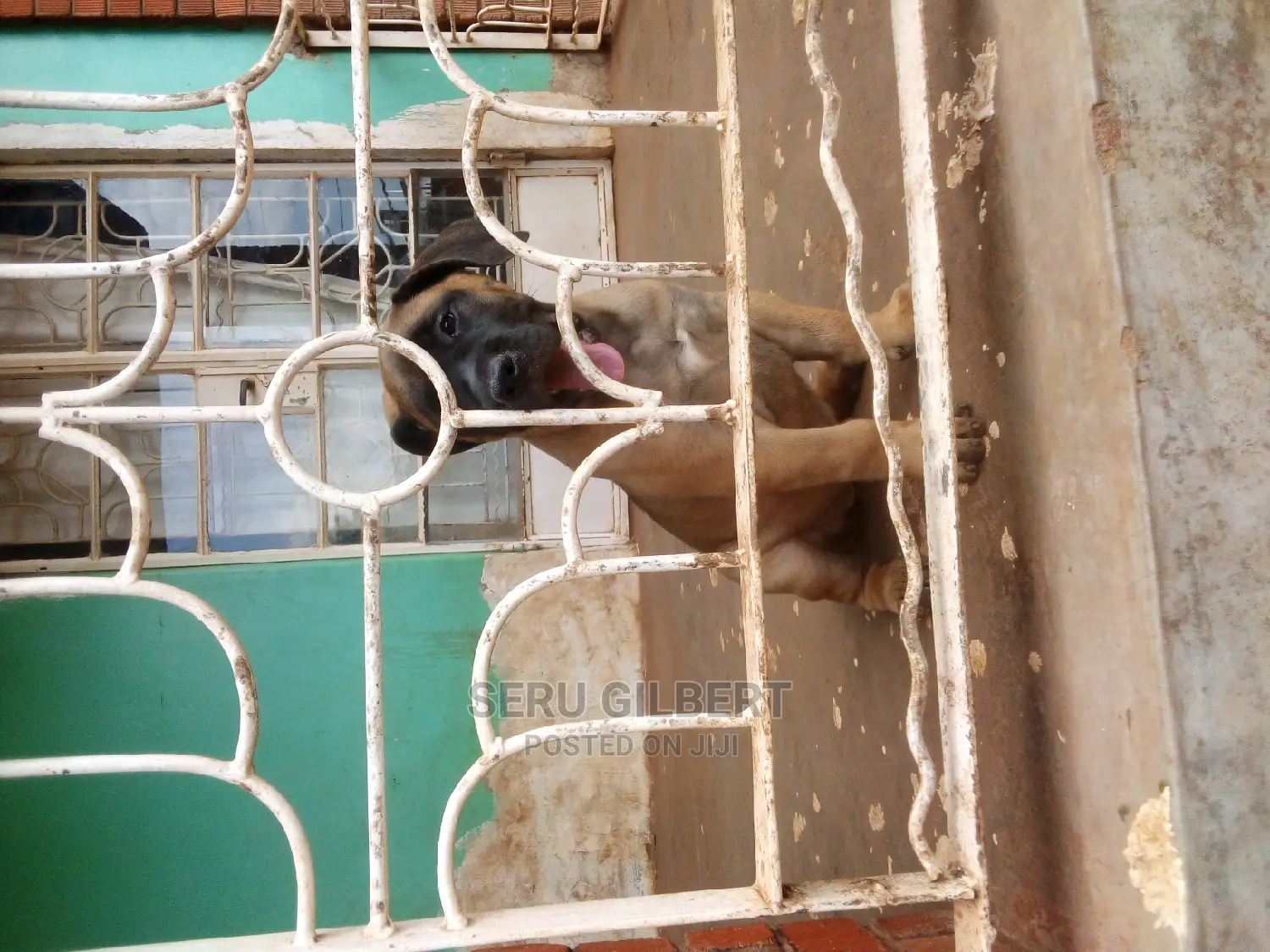 1-3 months Male Purebred Boerboel