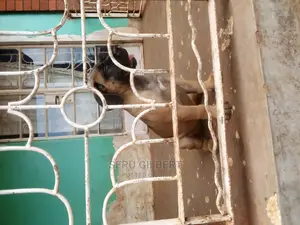 1-3 months Male Purebred Boerboel