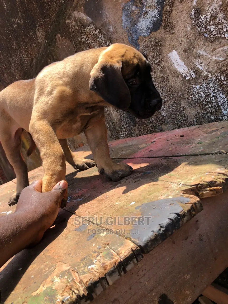 0-1 month Male Purebred Boerboel