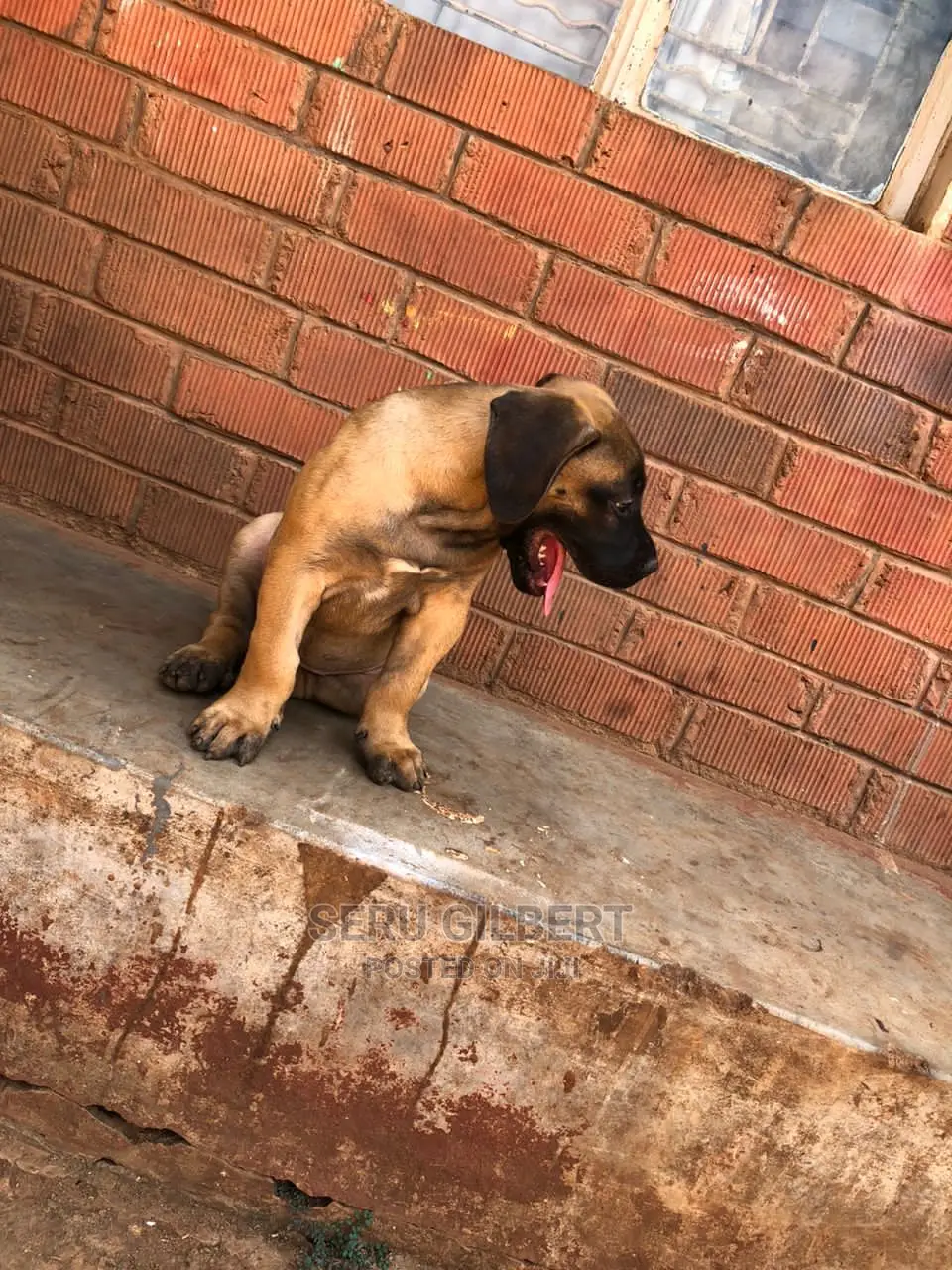 0-1 month Male Purebred Boerboel