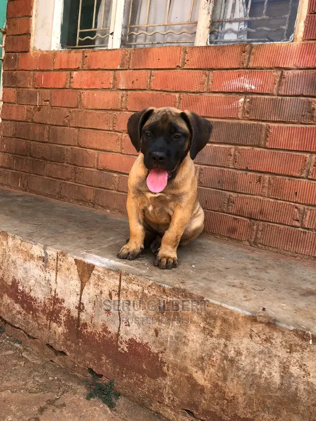 Male Boerboel Dog Month Old Boerboel 6-12 Months Male Purebred