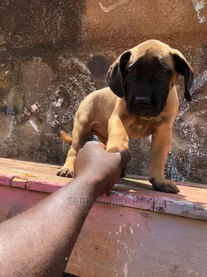 3-6 months Male Purebred Boerboel