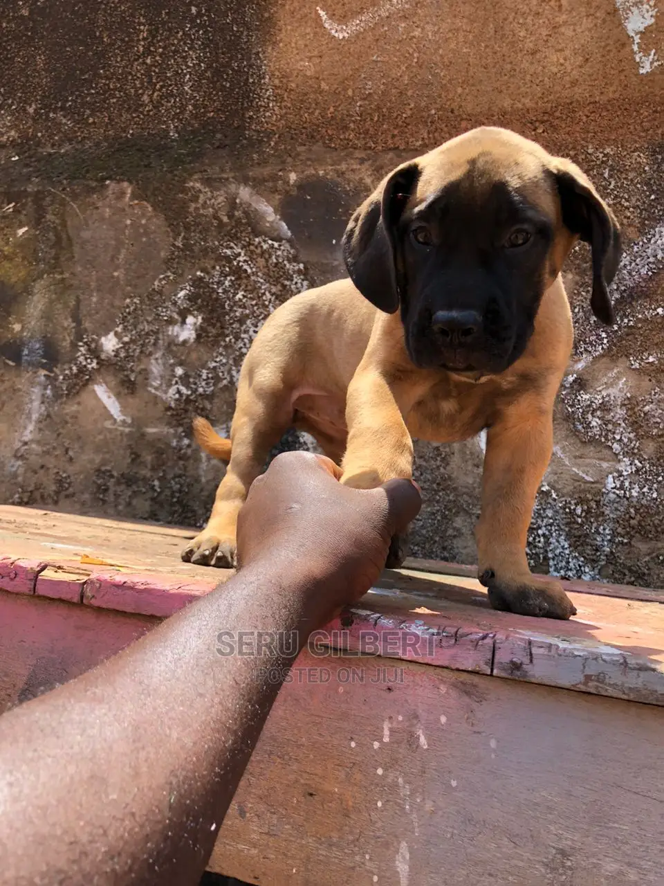 3-6 months Male Purebred Boerboel