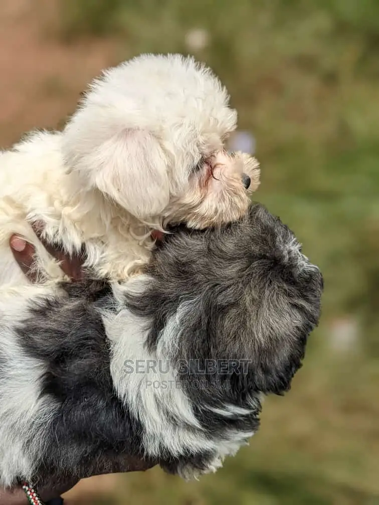 0-1 month Male Purebred Maltese