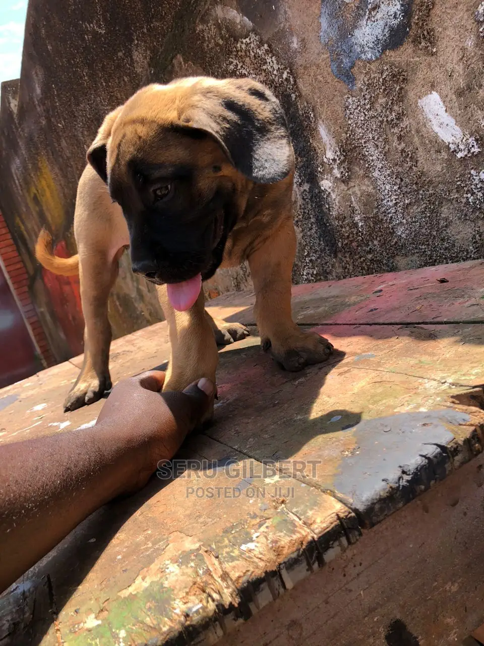 1-3 months Male Purebred Boerboel