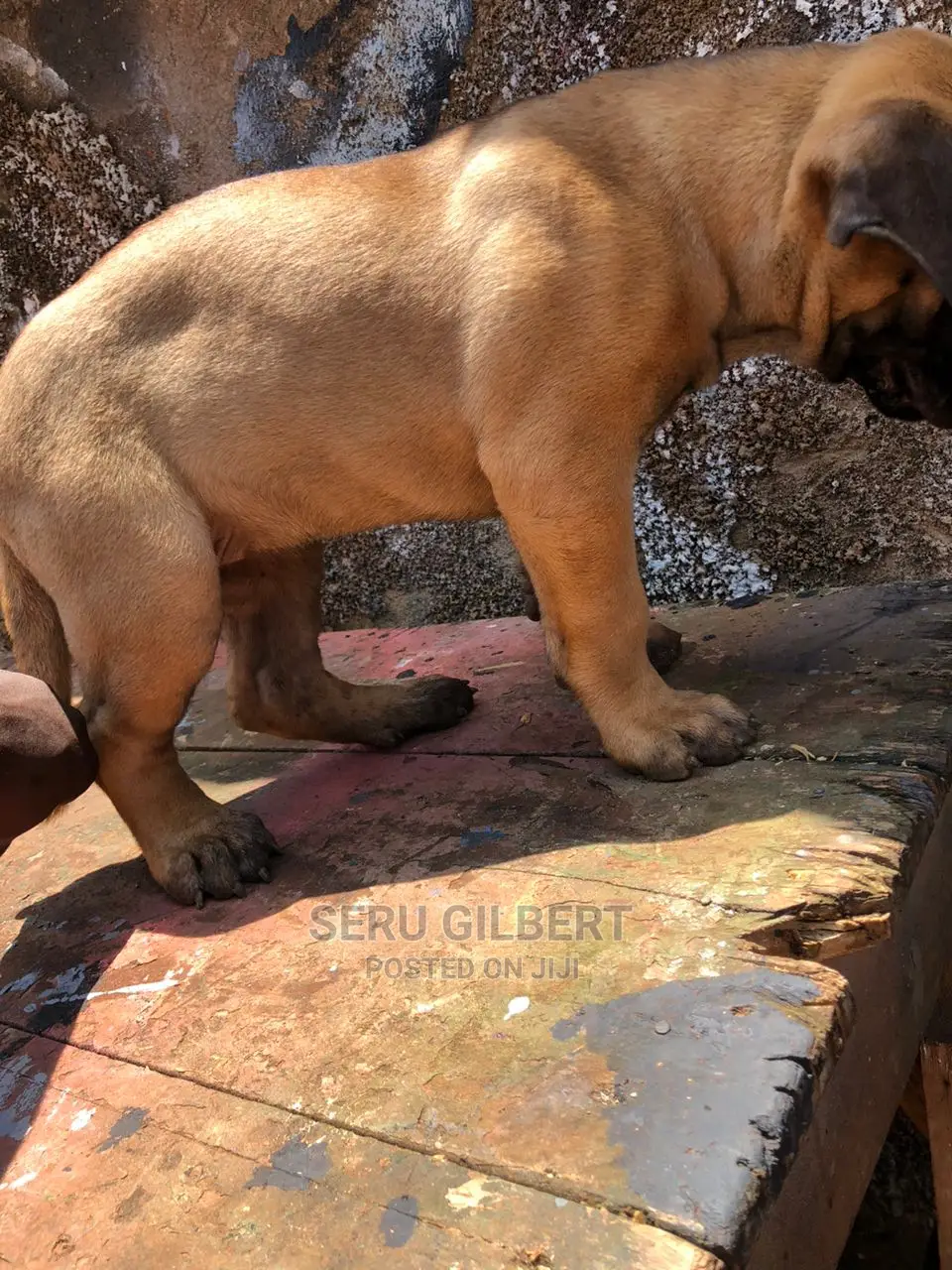 1-3 months Male Purebred Boerboel