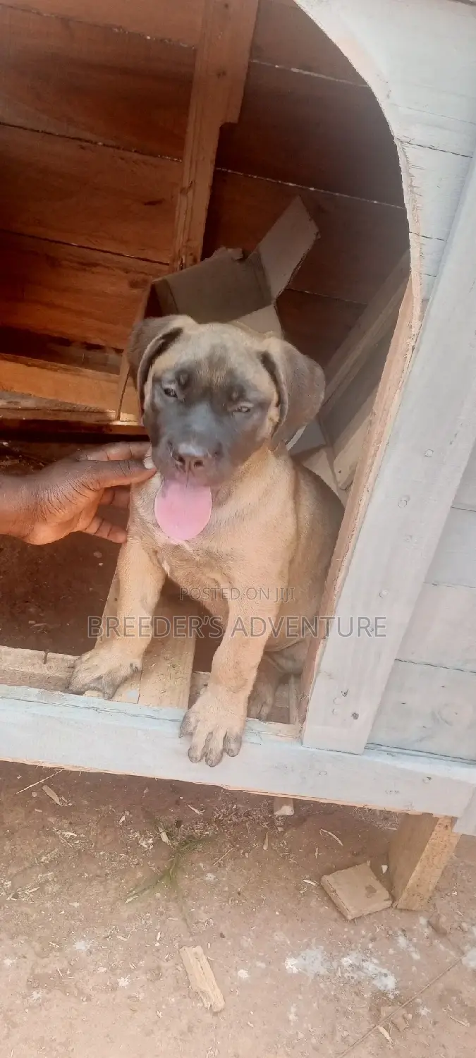 1-3 months Male Purebred Boerboel