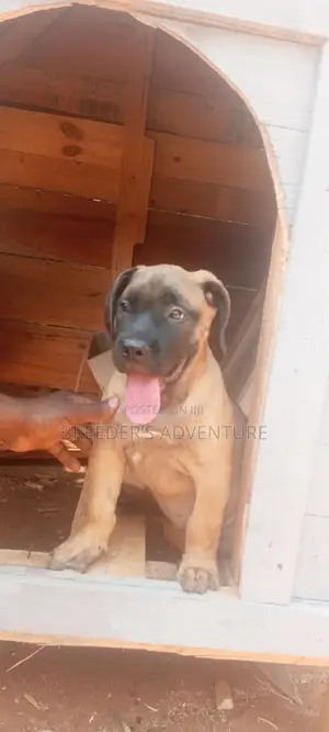 1-3 months Male Purebred Boerboel