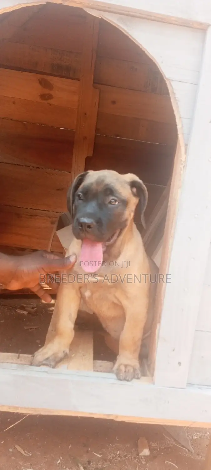 1-3 months Male Purebred Boerboel