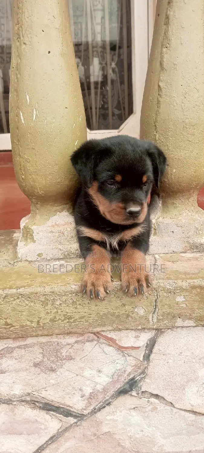 1-3 months Male Purebred Rottweiler
