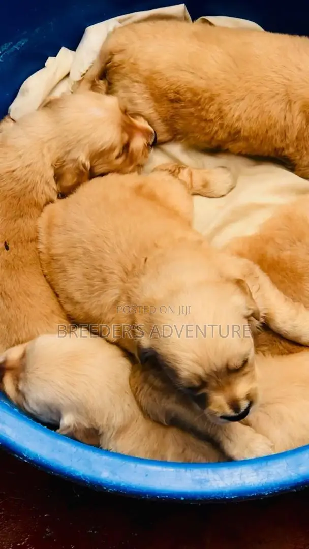 1-3 months Male Purebred Golden Retriever