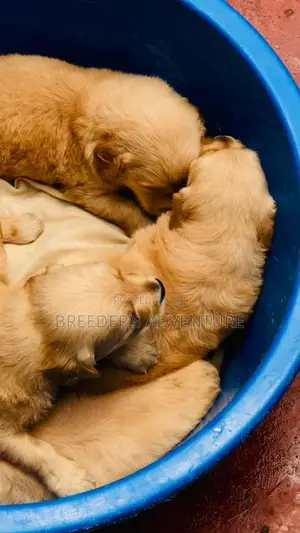1-3 months Male Purebred Golden Retriever