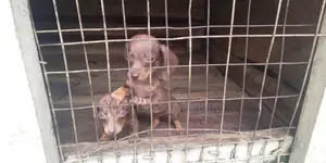 1-3 months Male Purebred Dachshund