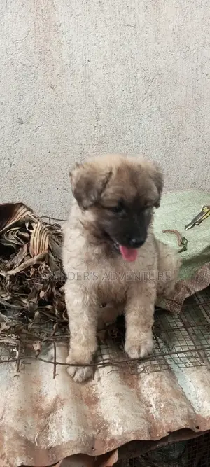 1-3 months Male Purebred German Shepherd
