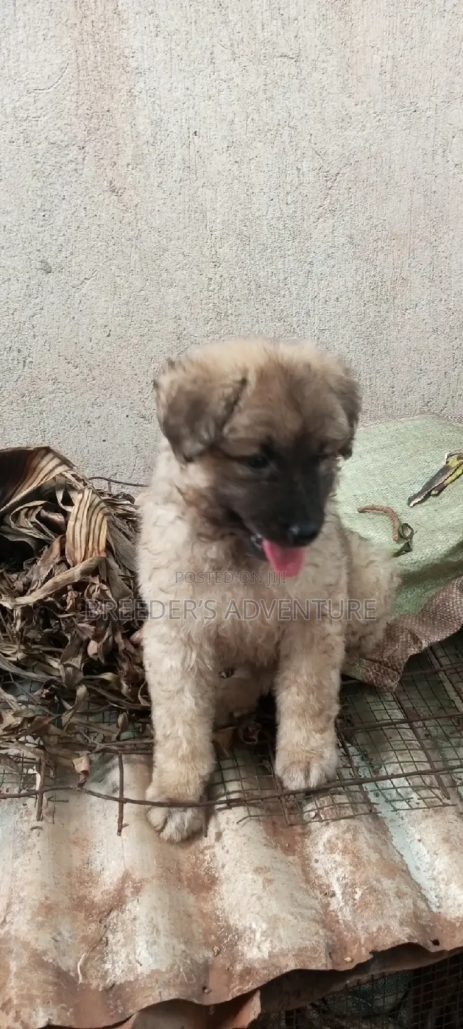 1-3 months Male Purebred German Shepherd
