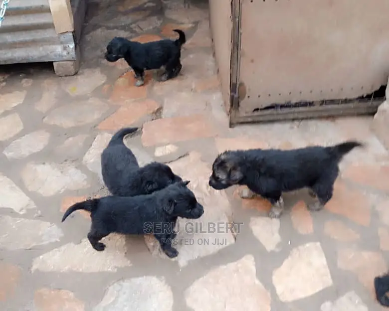 0-1 month Male Purebred German Shepherd