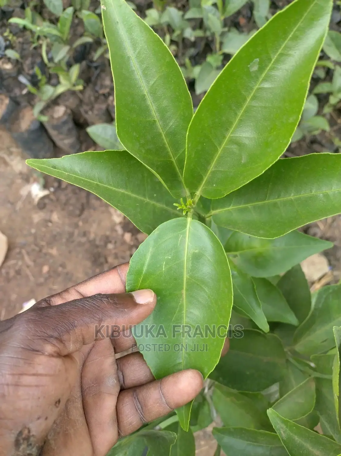 South African Pixie Orange Seedlings for Sale