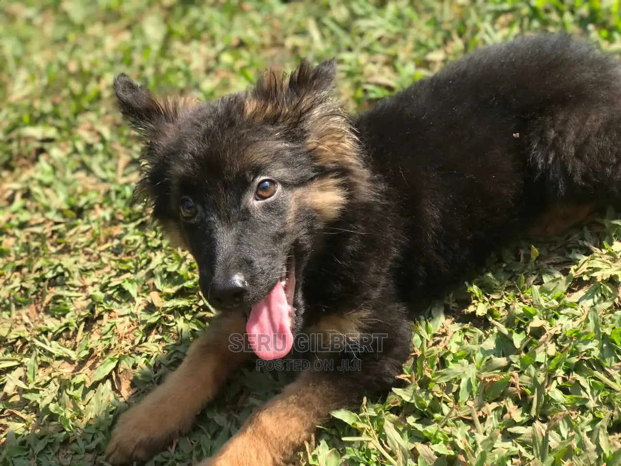 1-3 months Male Purebred German Shepherd