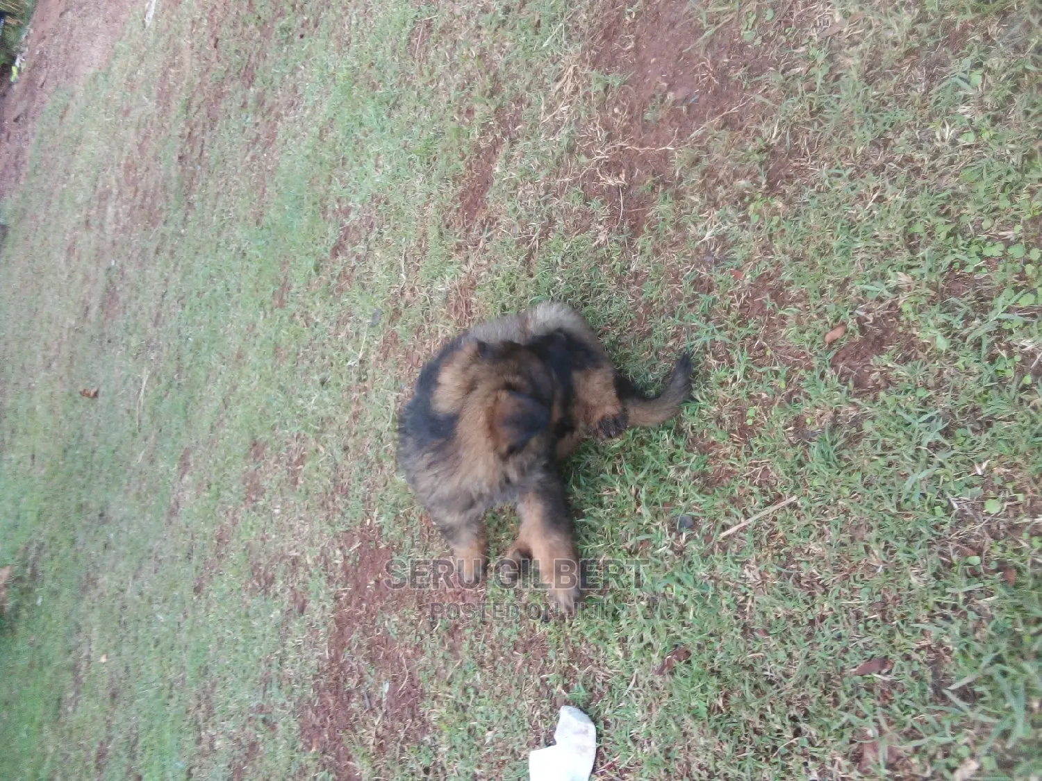 0-1 month Male Purebred German Shepherd