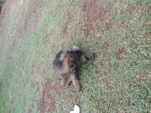 1-3 months Male Purebred German Shepherd