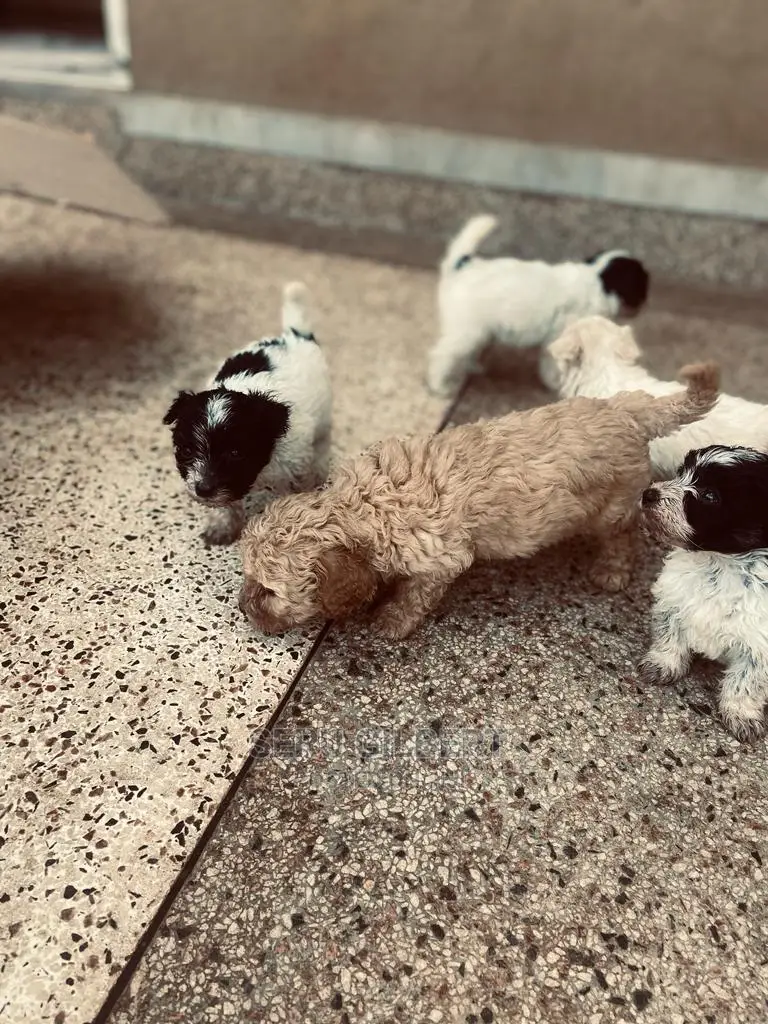 0-1 month Male Purebred Maltese