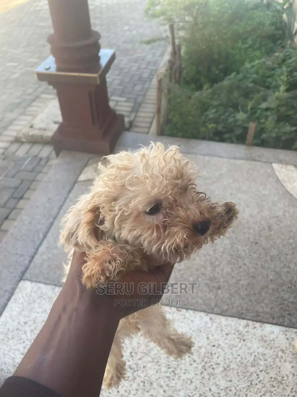 0-1 month Male Purebred Maltese