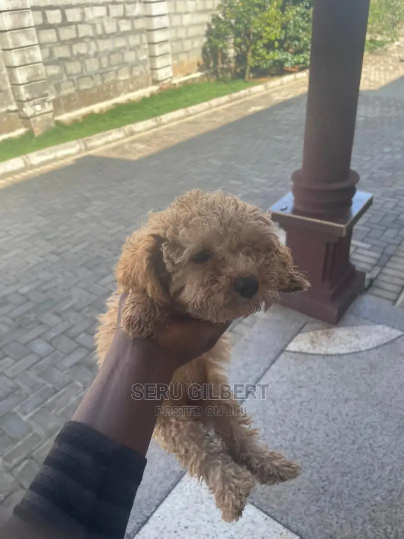 3-6 months Male Purebred Maltese