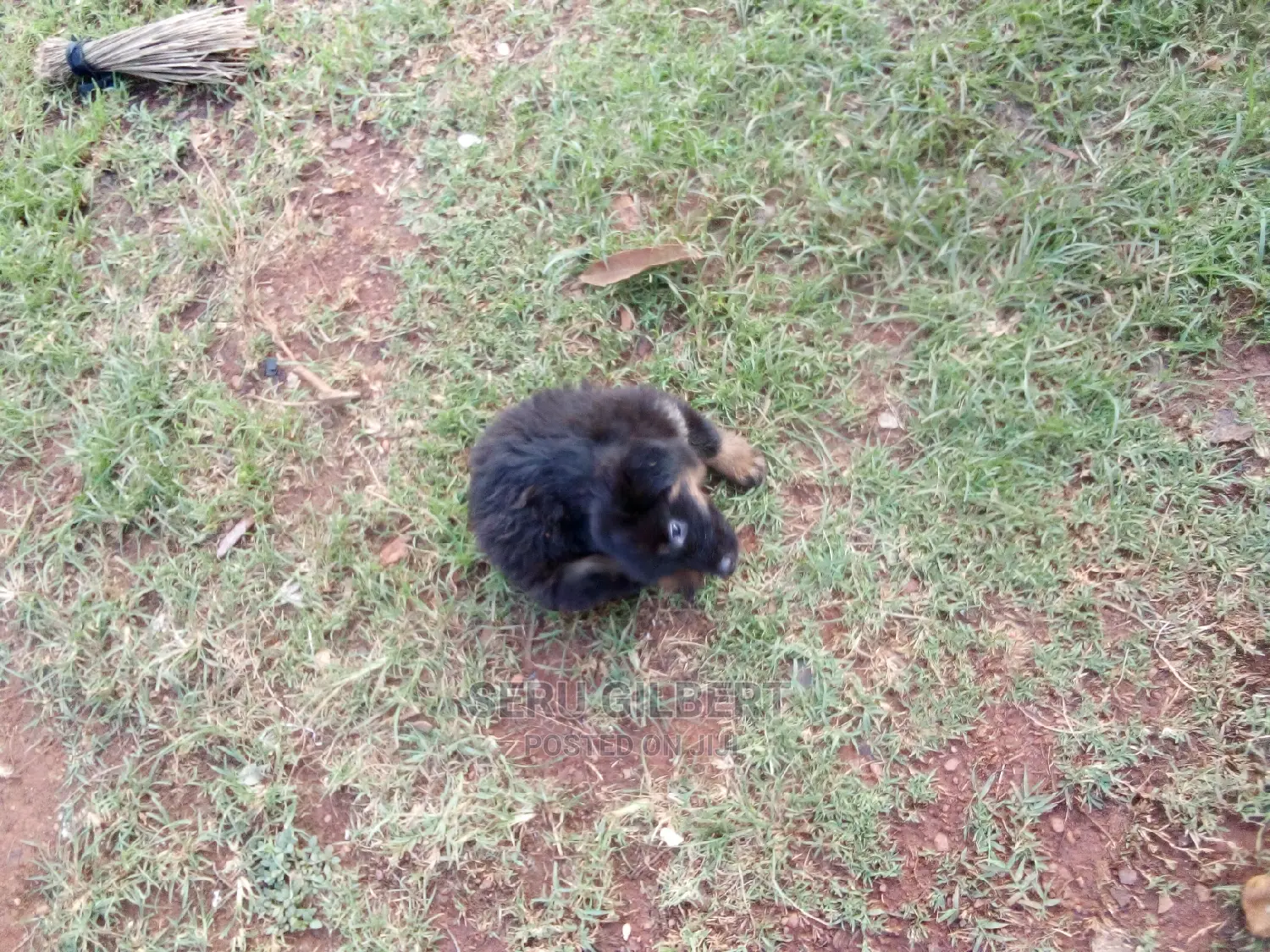 1-3 months Male Purebred German Shepherd