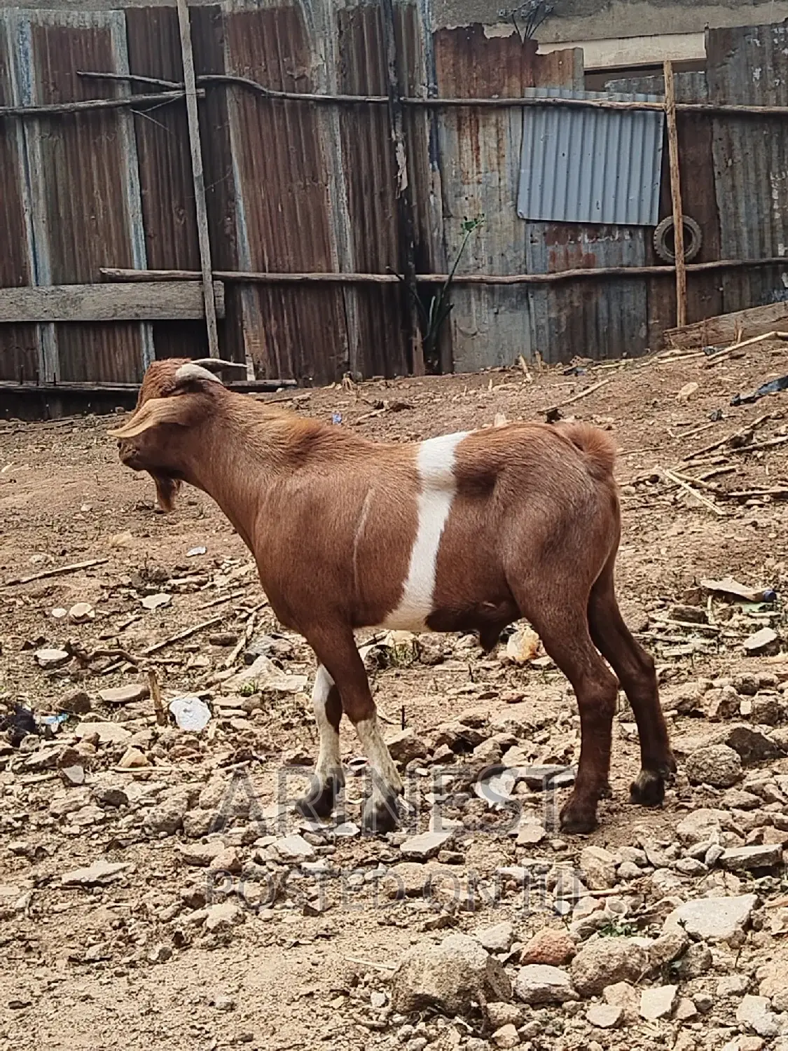 Khalahari Red Male