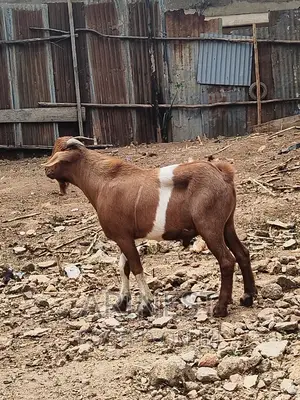 Khalahari Red Male