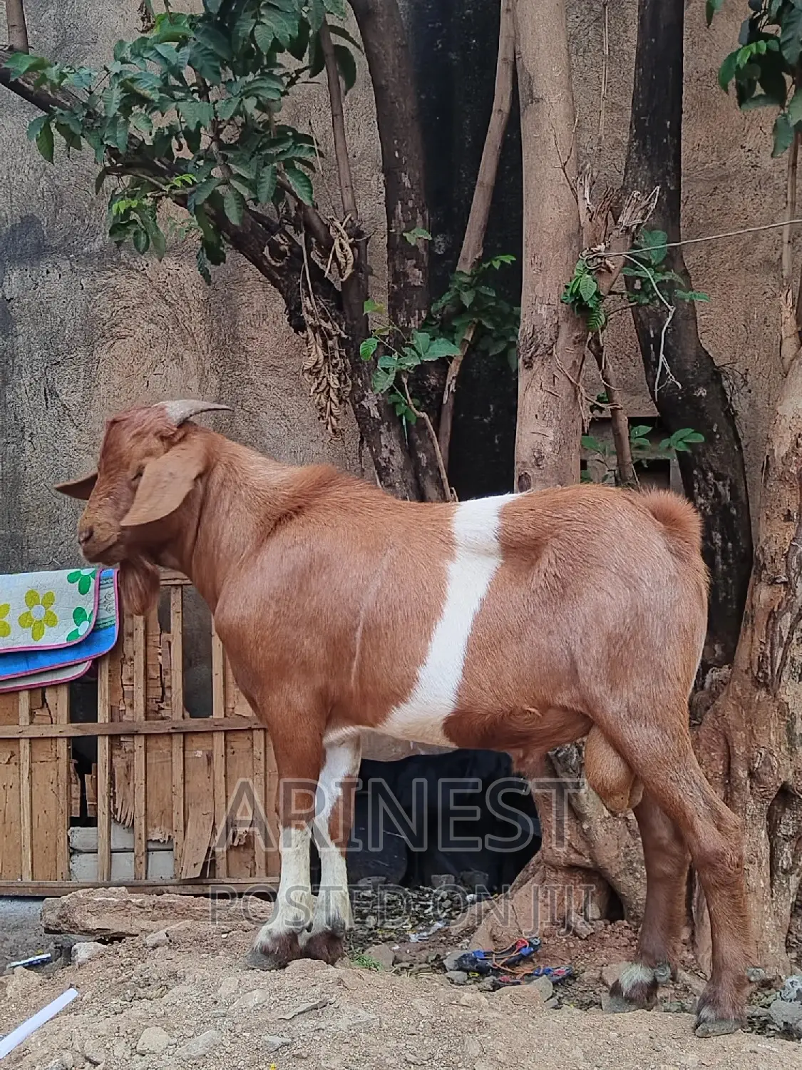 Khalahari Red Male