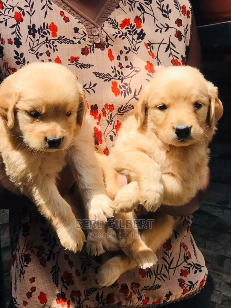 1-3 months Male Purebred Golden Retriever