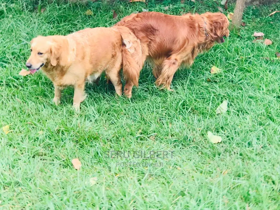 3-6 months Male Purebred Golden Retriever
