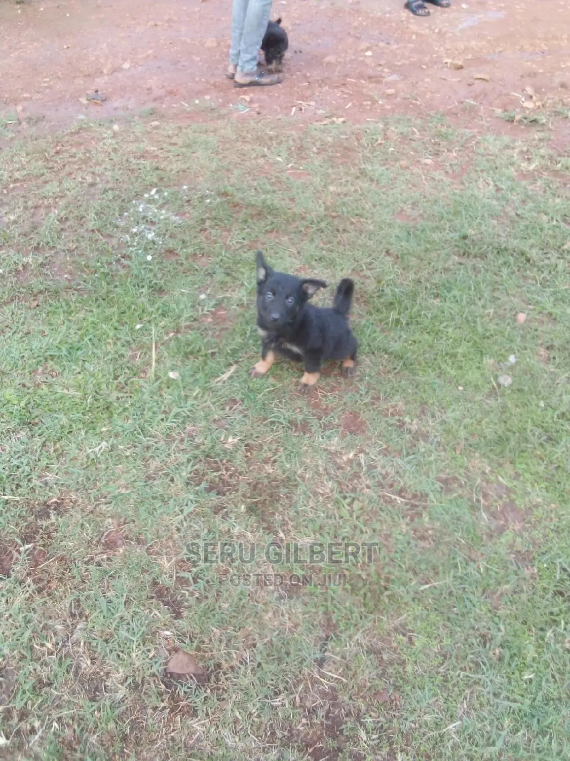 3-6 months Male Purebred German Shepherd