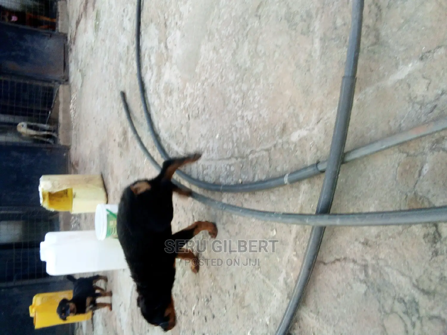 1-3 months Male Purebred Rottweiler