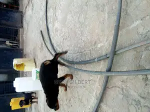1-3 months Male Purebred Rottweiler
