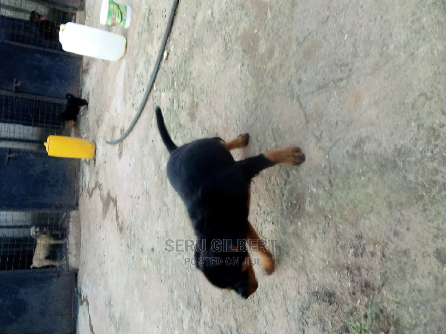 1-3 months Male Purebred Rottweiler