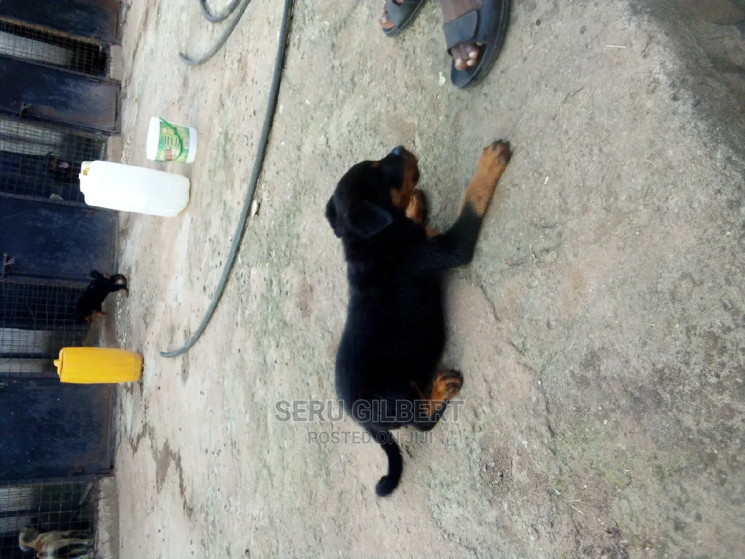 3-6 months Male Purebred Rottweiler