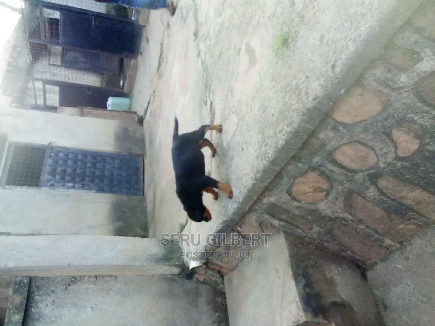 0-1 month Male Purebred Rottweiler