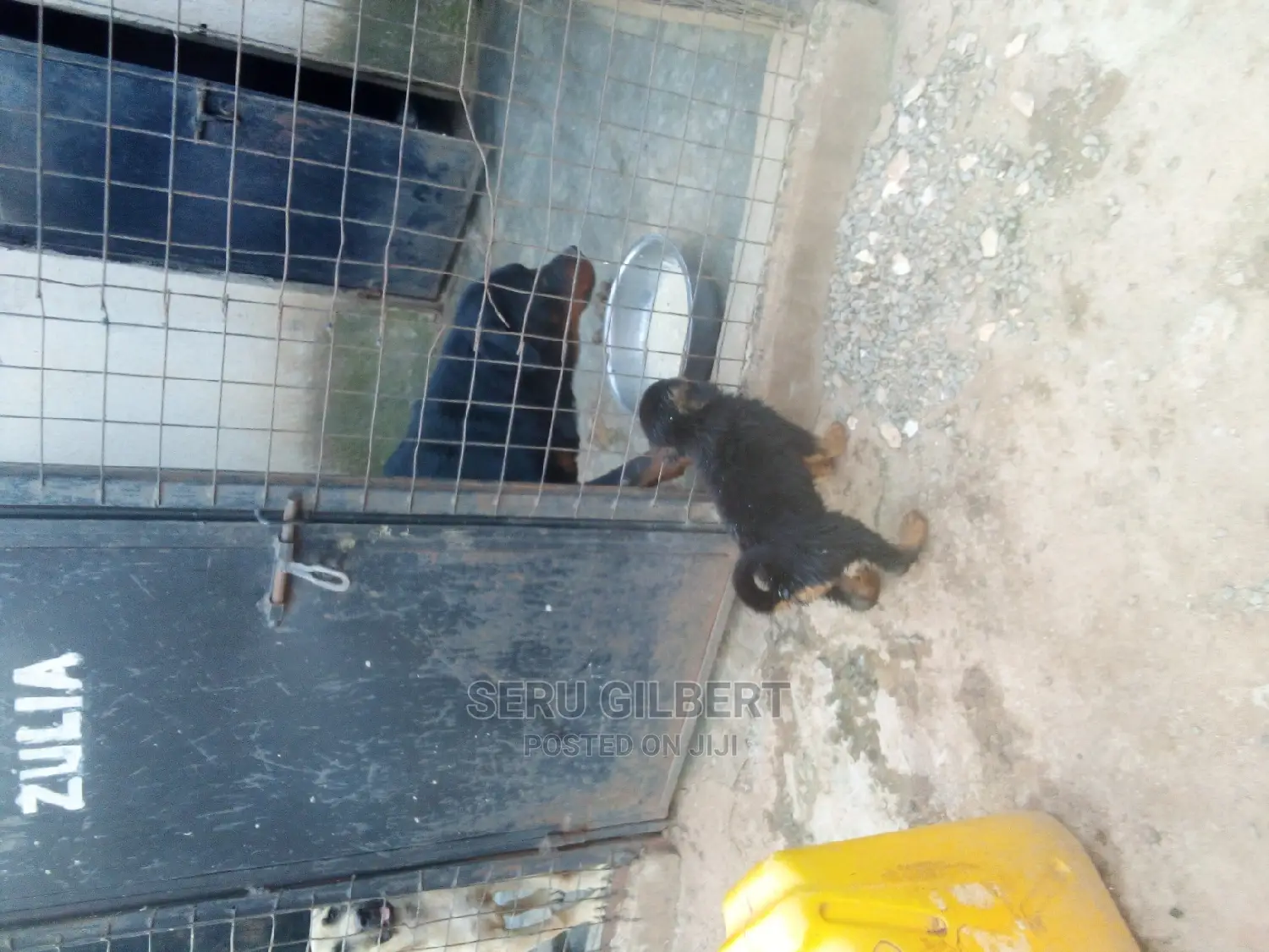 1-3 months Male Purebred Rottweiler