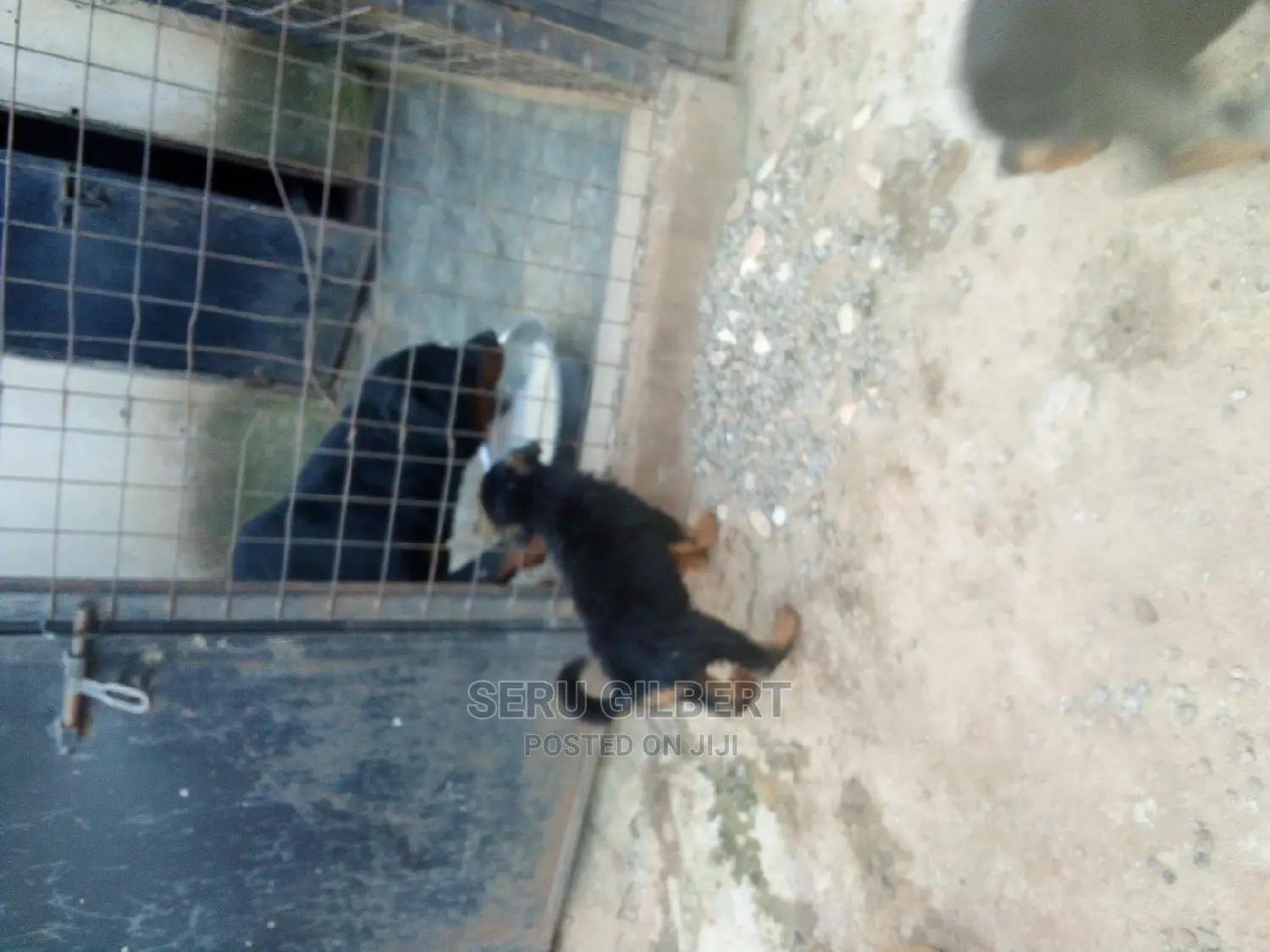 1-3 months Male Purebred Rottweiler