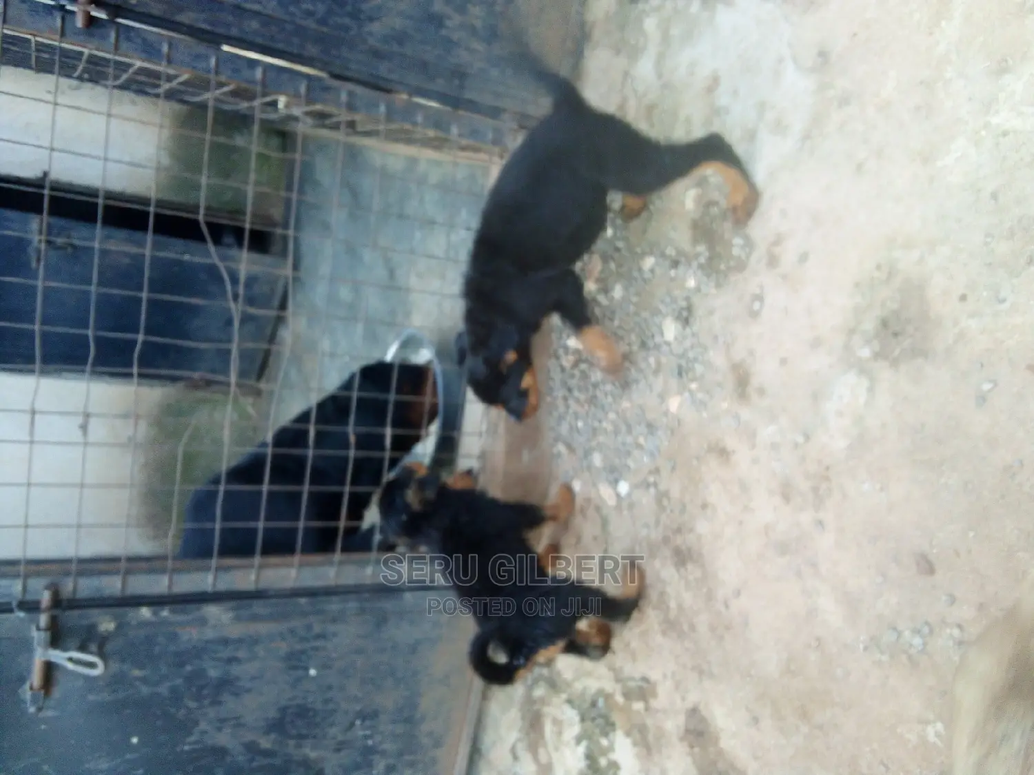 3-6 months Male Purebred Rottweiler