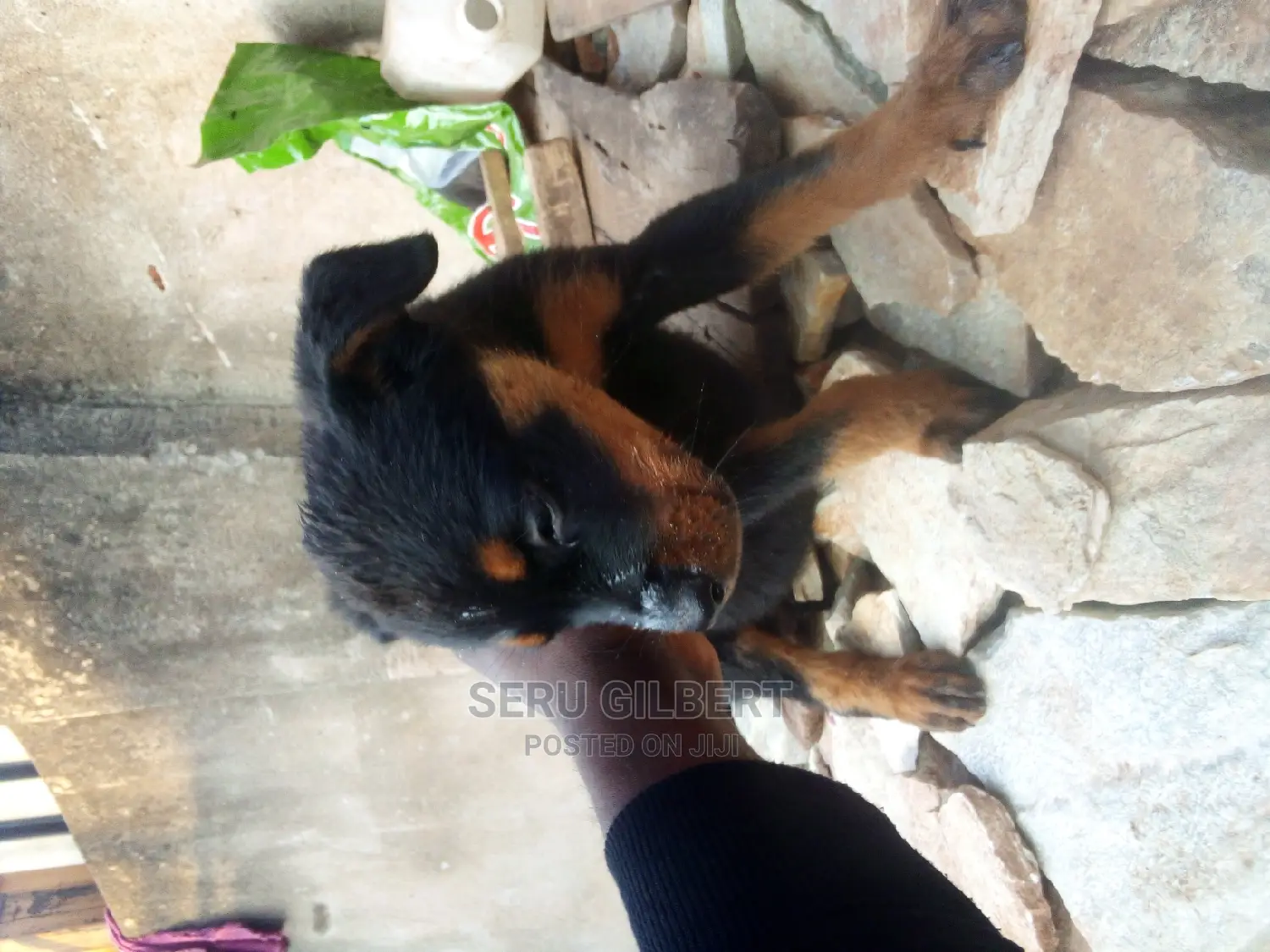 1-3 months Male Purebred Rottweiler