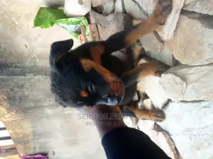 1-3 months Male Purebred Rottweiler
