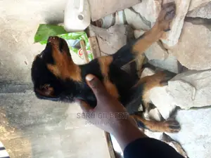 3-6 months Male Purebred Rottweiler