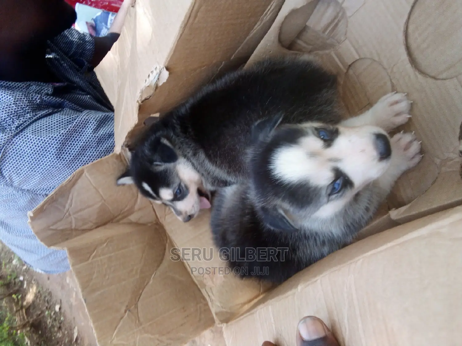 0-1 month Male Purebred Siberian Husky